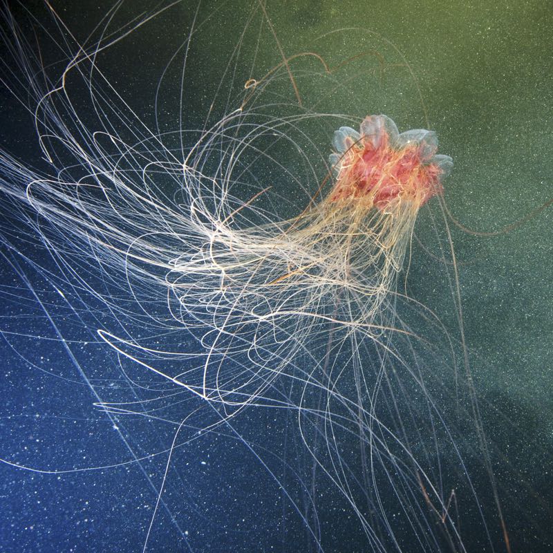 Lion's Mane Jellyfish